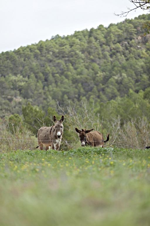 Masia Ca L'Anima Hotel La Baronia de Rialb Szoba fotó